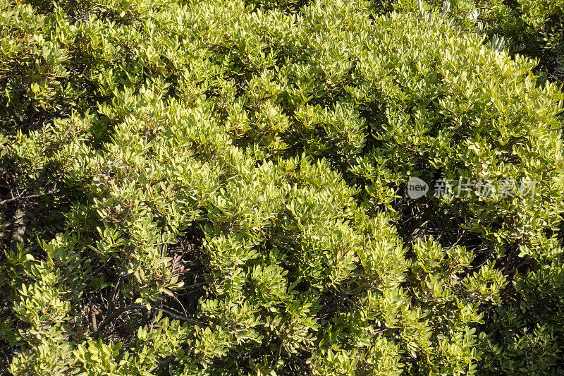 紫金Myrtus communis tarentina或普通桃金娘绿色灌木叶背景